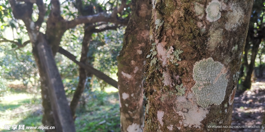 茶山 茶树