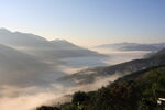 茶山 茶树