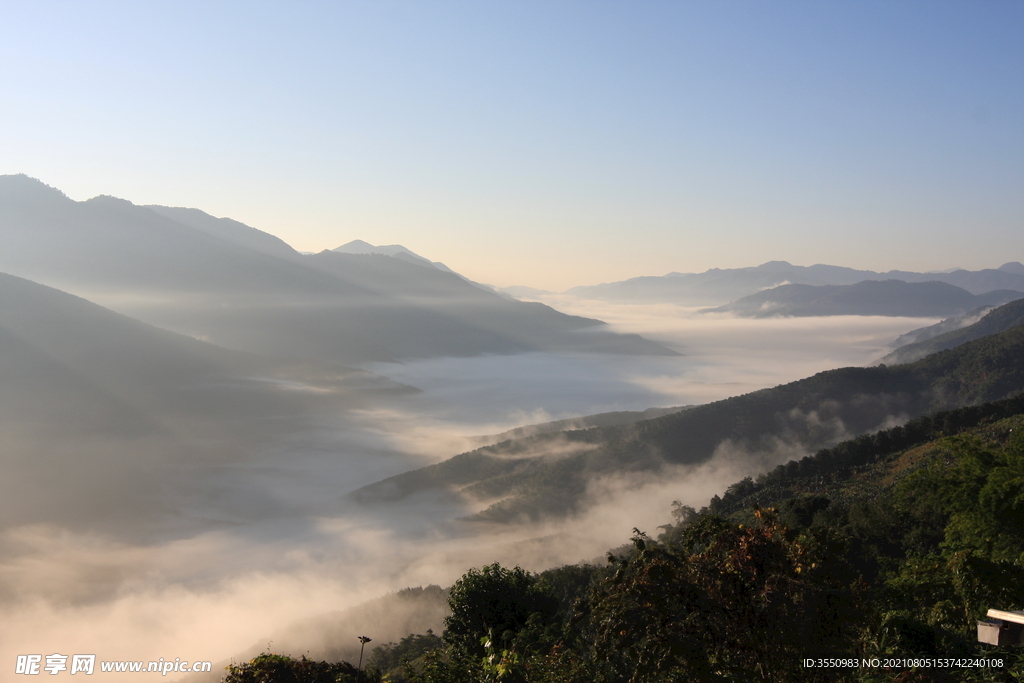 茶山 茶树