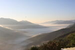 茶山 茶树