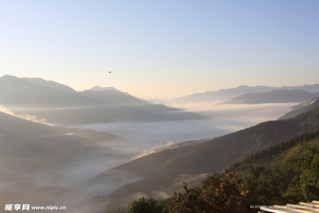 茶山 茶树