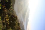 茶山 茶树