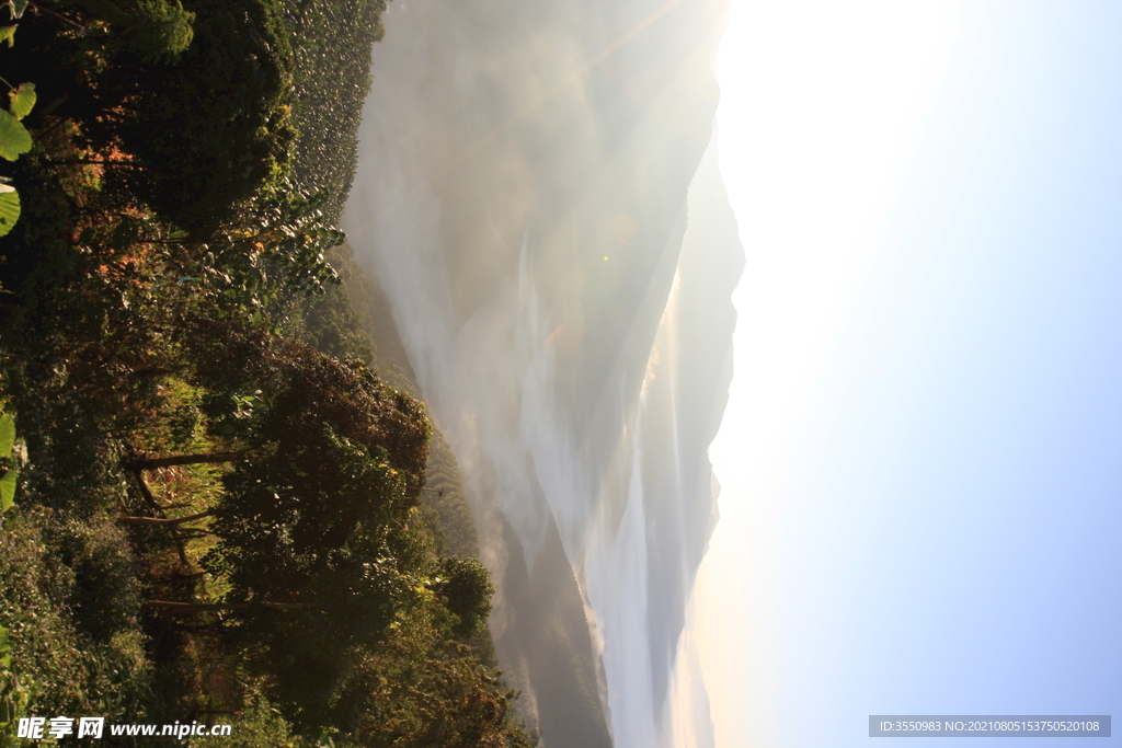 茶山 茶树