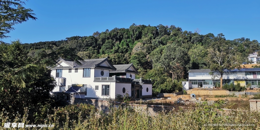 茶山 茶树