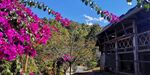 茶山 茶树
