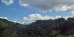 茶山 茶树