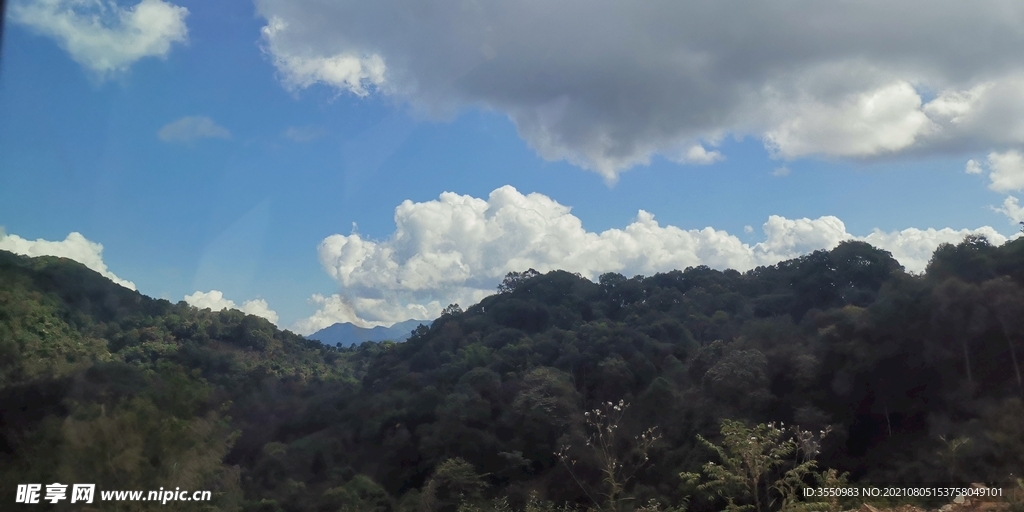 茶山 茶树