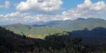 茶山 茶树