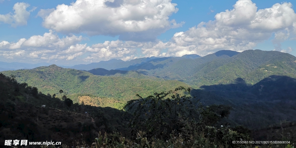 茶山 茶树