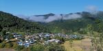 茶山 茶树