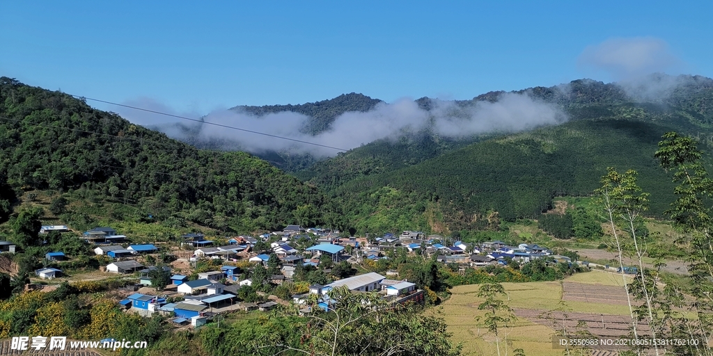 茶山 茶树