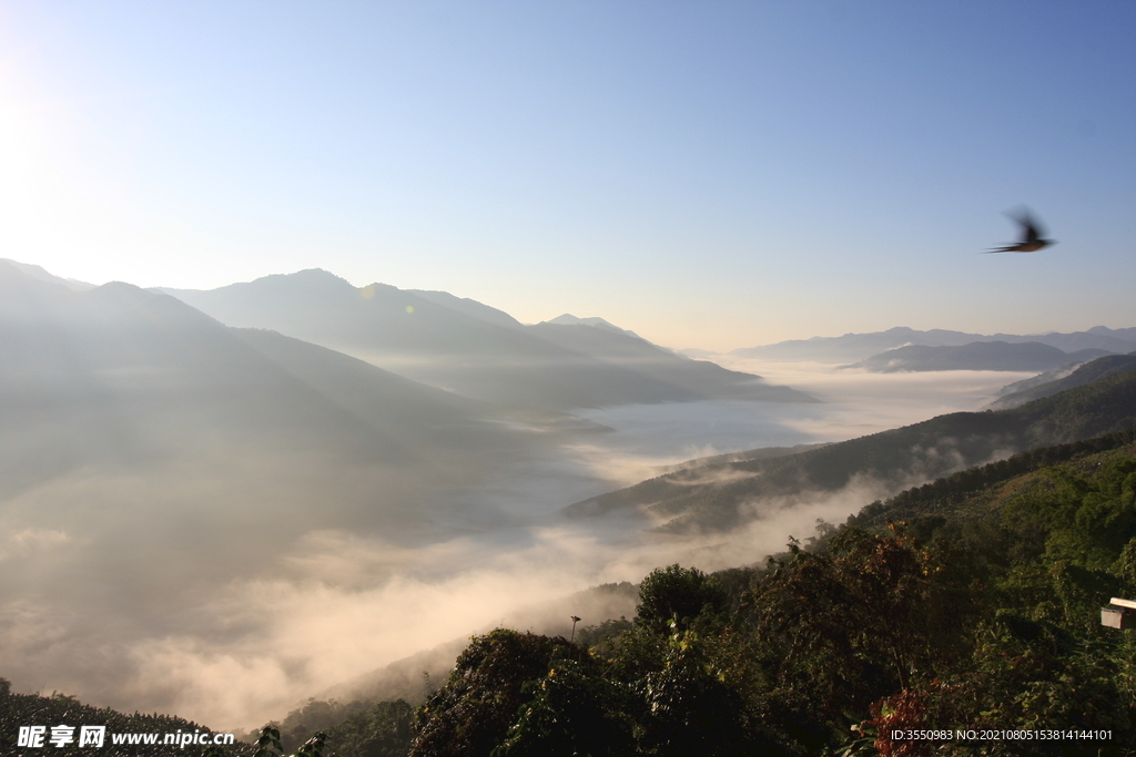 茶山 茶树