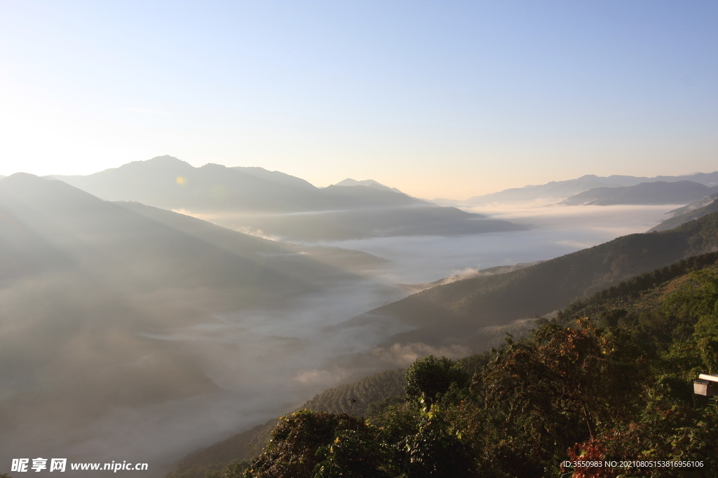 茶山 茶树