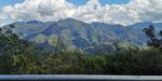 茶山 茶树