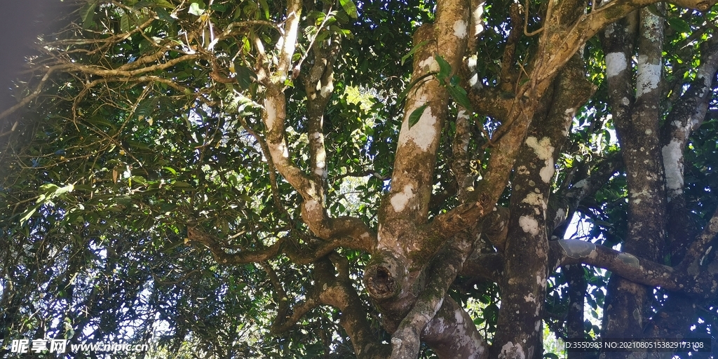 茶山 茶树