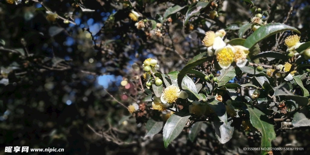 茶山 茶树