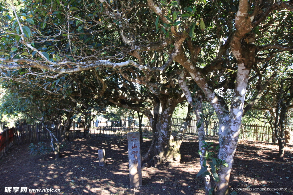 茶山 茶树