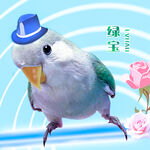 牡丹鹦鹉