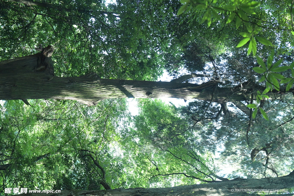 大树