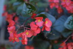 鲜花