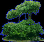 树