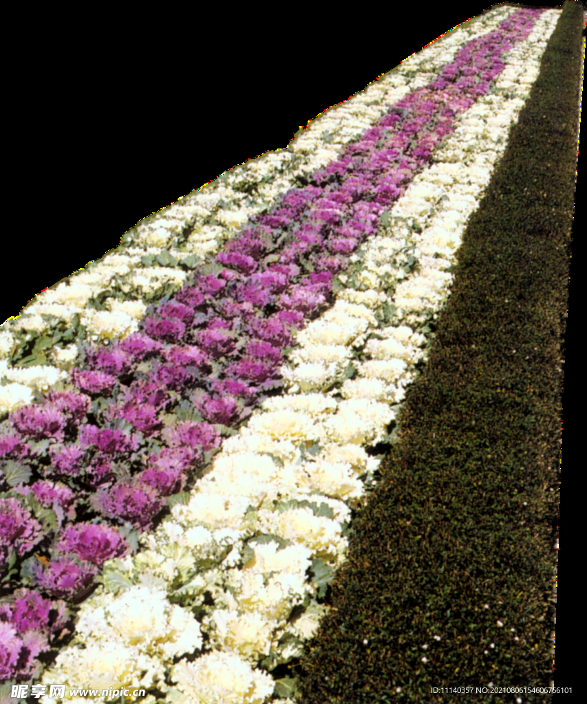 花草 