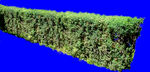 植被