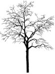 树 