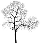 树