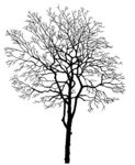 树 
