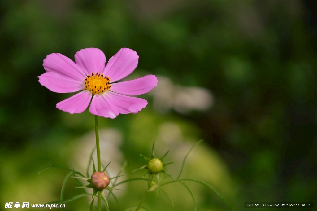 花卉