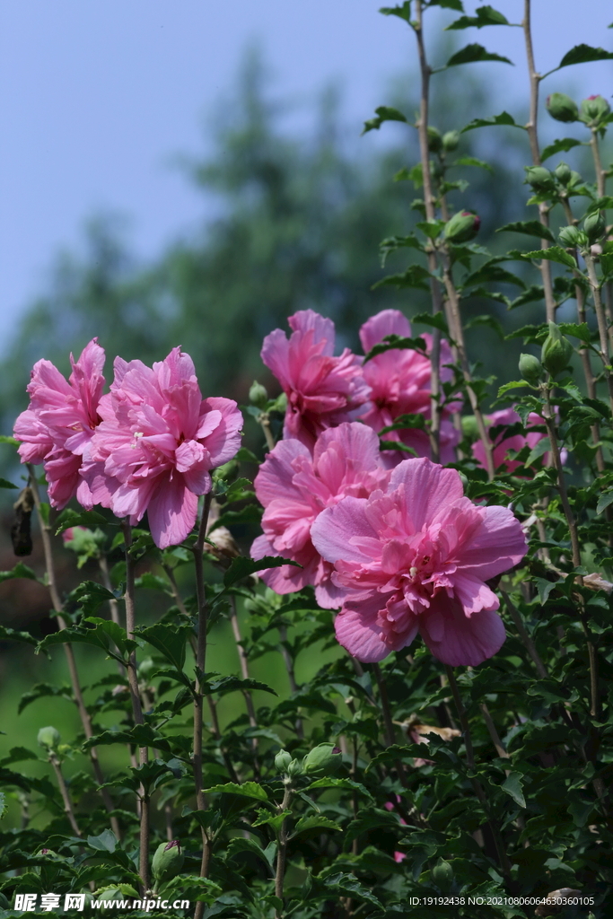 木槿花 