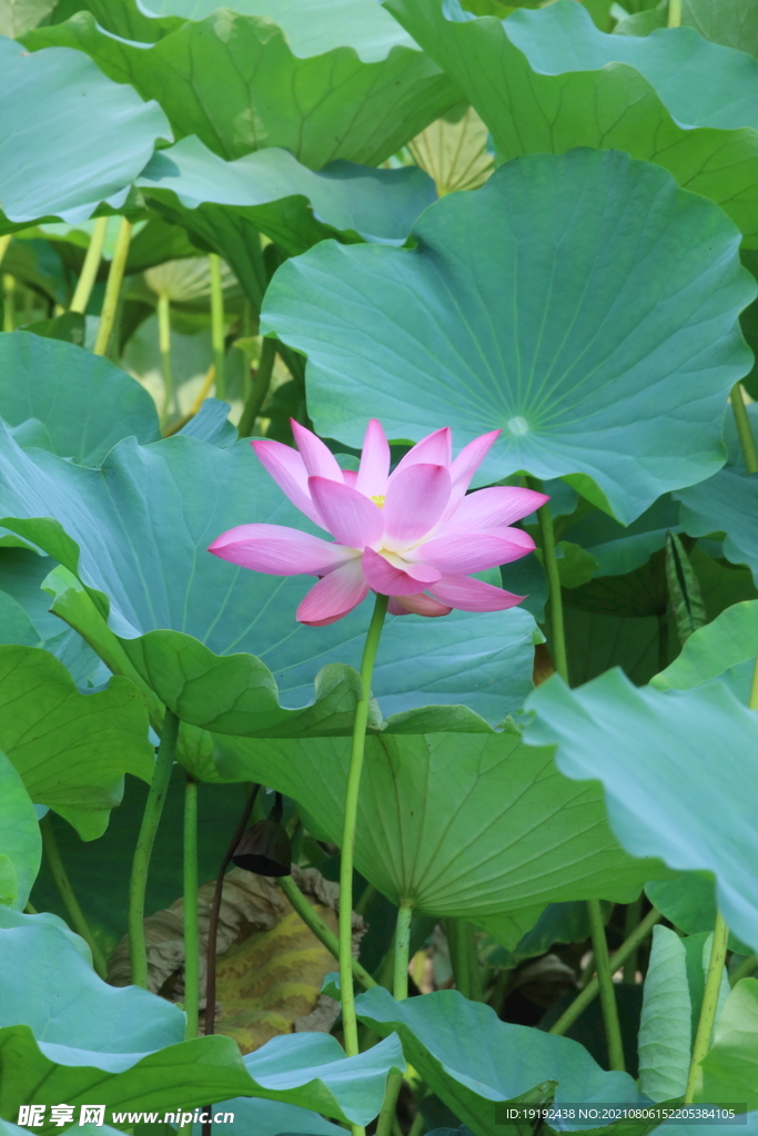 荷花 