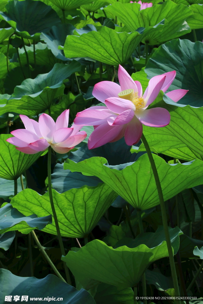 荷花 