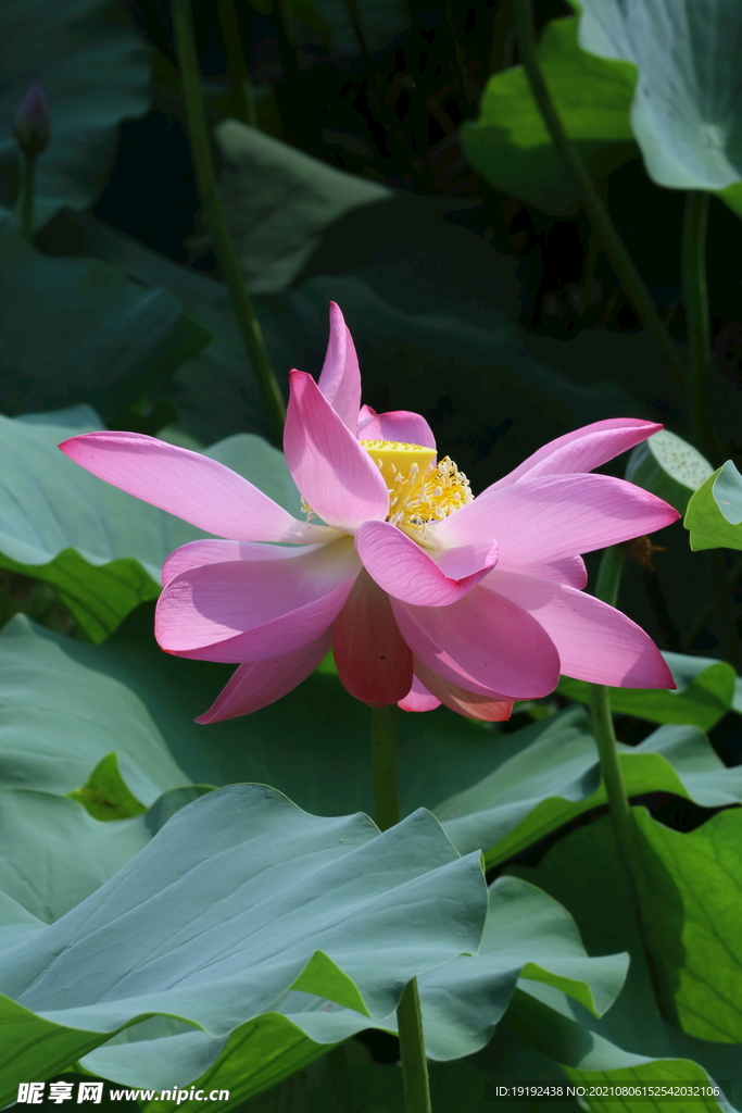 荷花  