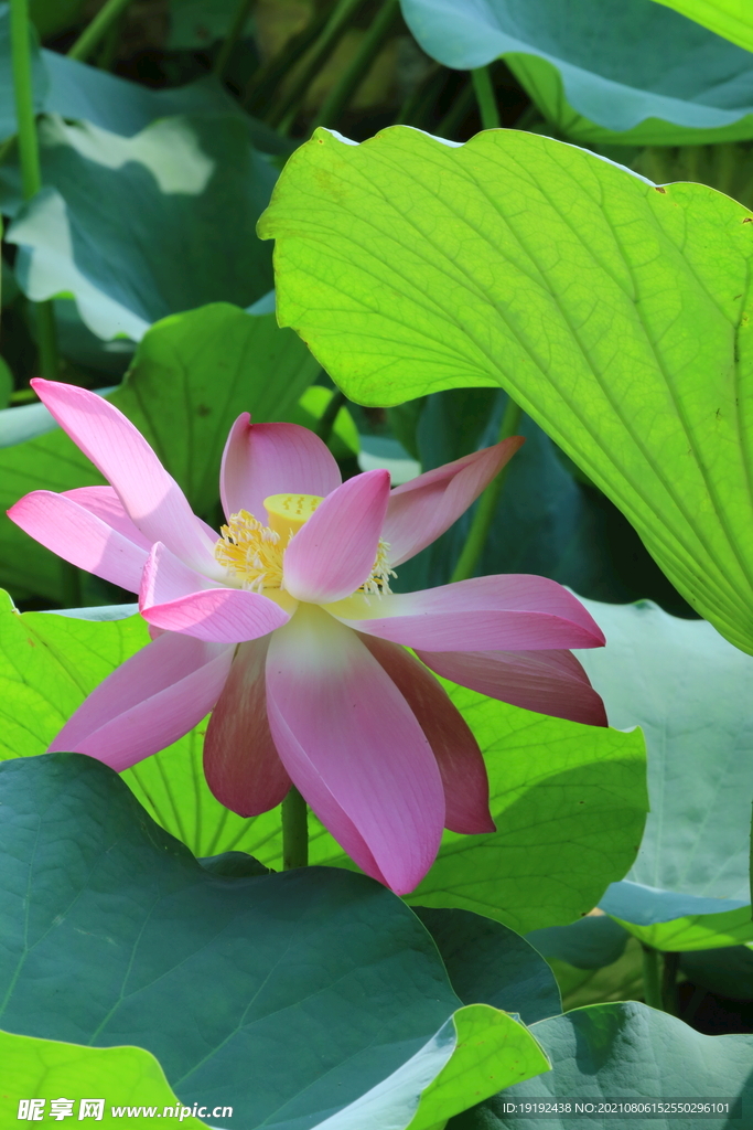 荷花  