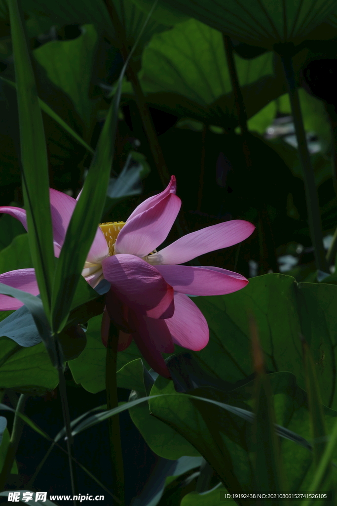 荷花 