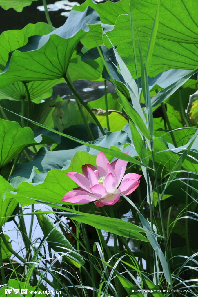 荷花  