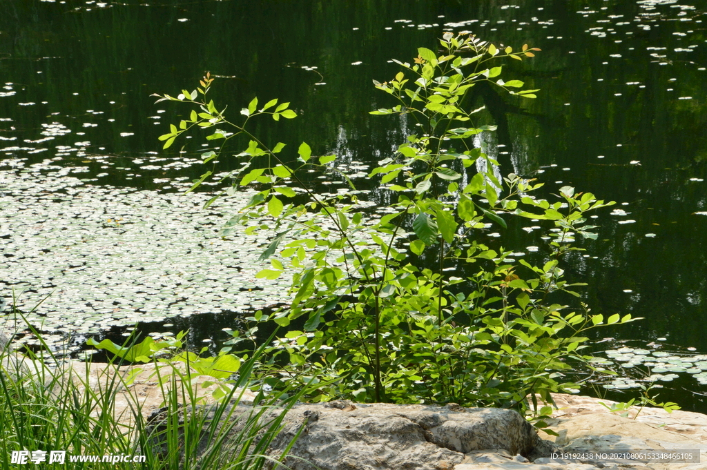 园林风景 