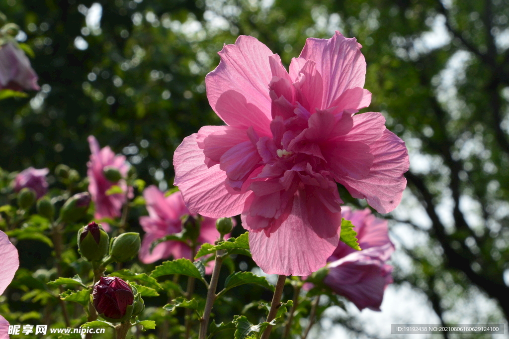 木槿花
