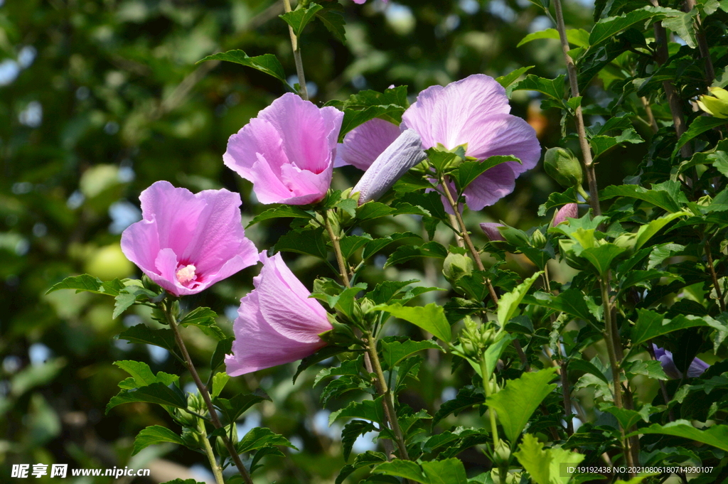 木槿花