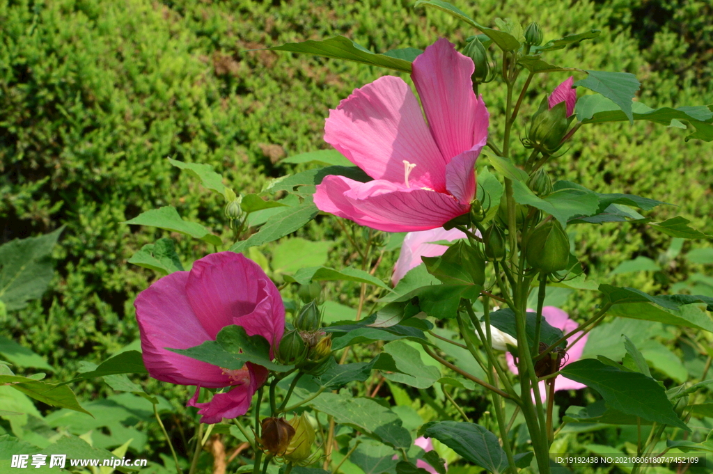 大花秋葵