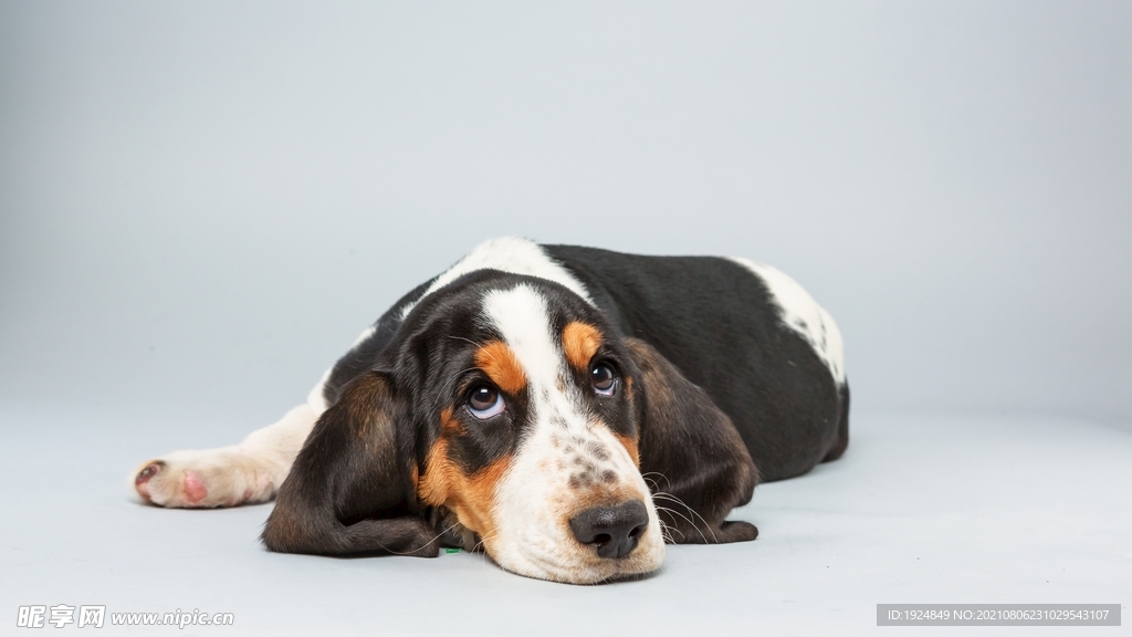 巴吉度猎犬