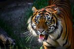 漂亮的老虎摄影图片