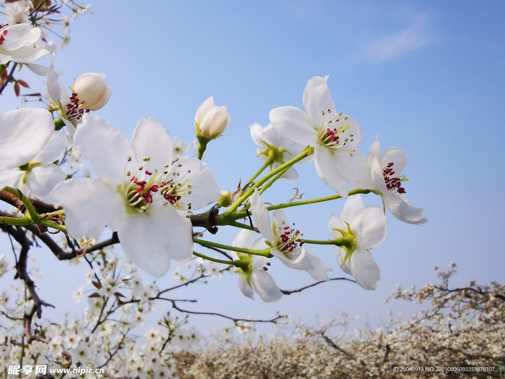 桃花 