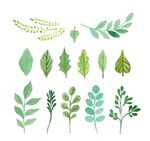 植物花纹