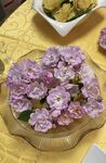 蔷薇花