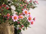 雏菊