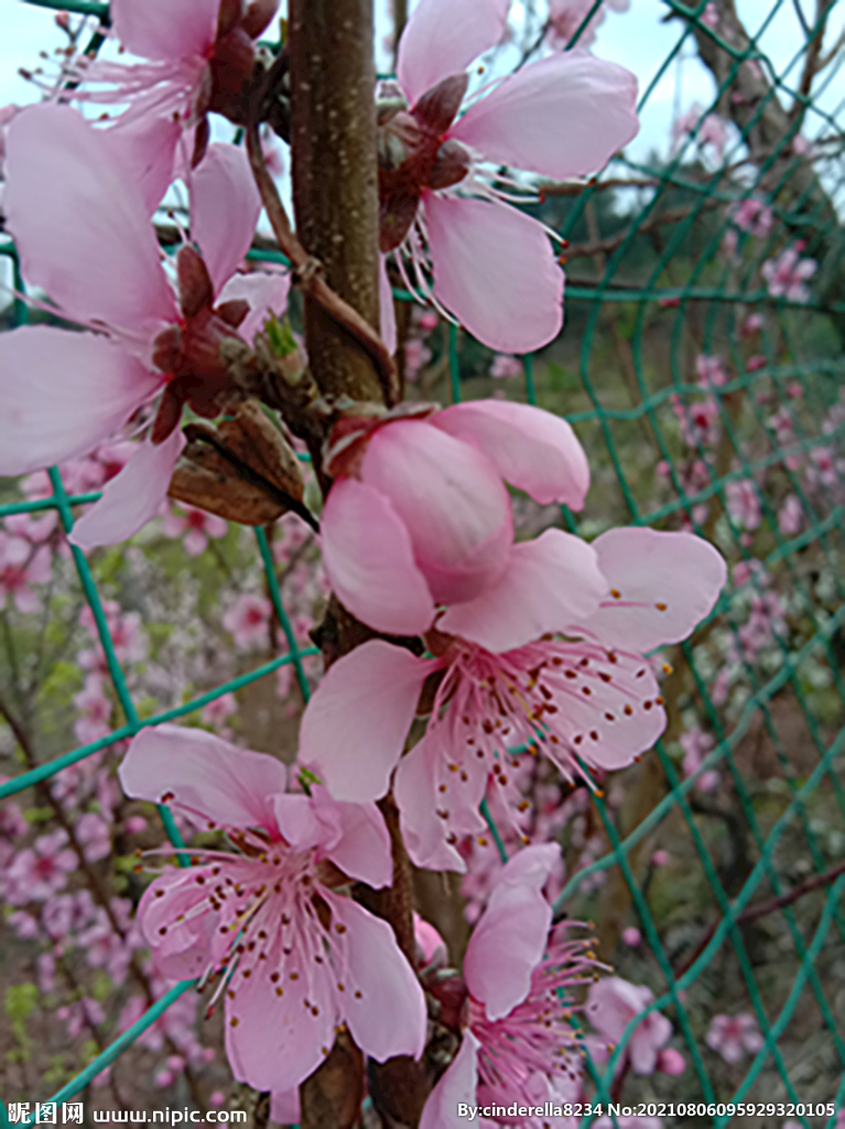 春天 桃花
