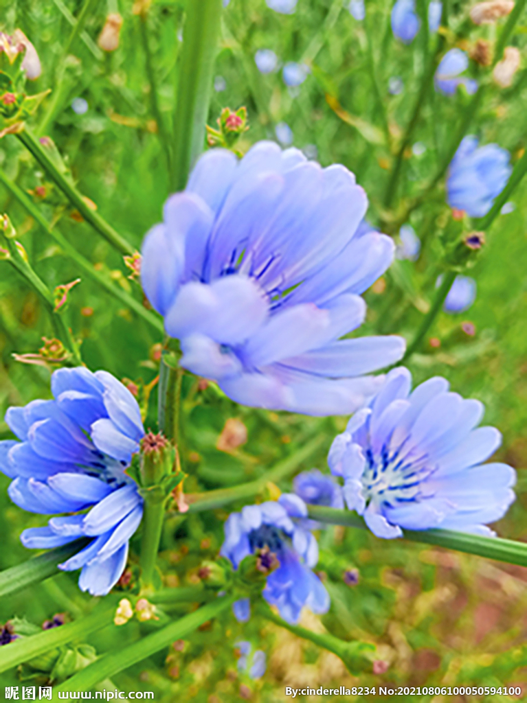 花卉  蓝花
